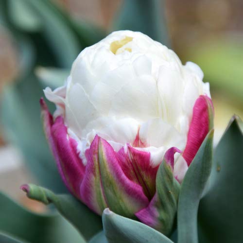チューリップ・ガーデン Tulip – チューリップ・ガーデン = Tulip Garden | Releases